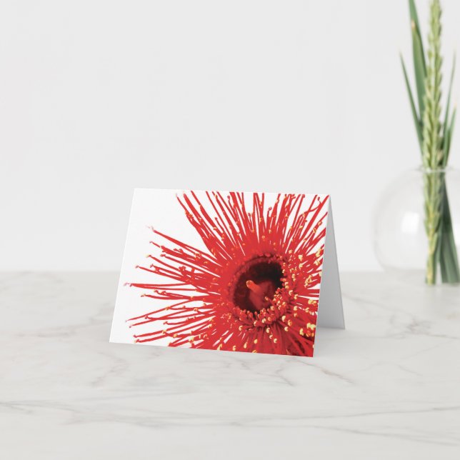Corymbia ficifolia "Wildfire" photo flower card (Front)