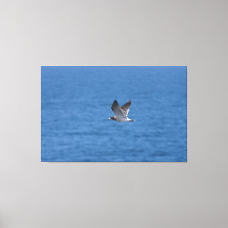 Cory's Shearwater Canvas Print