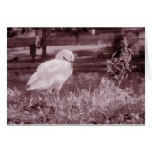 Coscoroba Swan Cards (Front Horizontal)