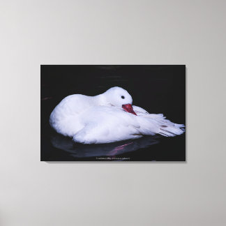 Coscoroba Swan P3442 Canvas Print