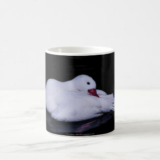 Coscoroba Swan P3442 Coffee Mug