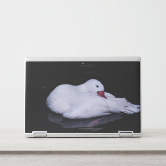 Coscoroba Swan P3442 HP Laptop Skin