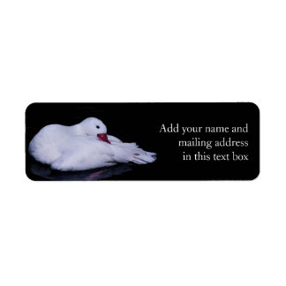Coscoroba Swan P3442 Label
