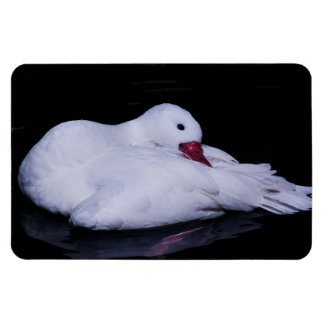 Coscoroba Swan P3442 Magnet