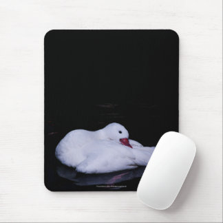Coscoroba Swan P3442 Mouse Pad