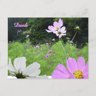 Cosmea, Wild Flowers Field Thank You Postcard