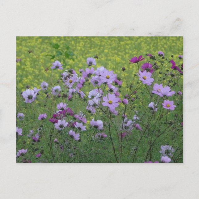 Cosmea Wild Flowers & Rapeseed Field DIY Postcard (Front)