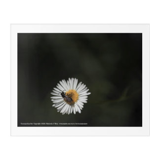 Cosmopolitan Bee Acrylic Print