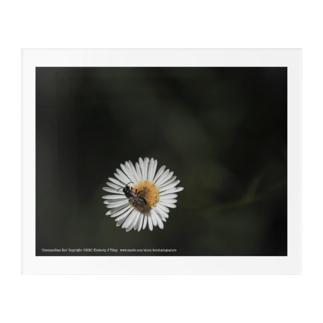 Cosmopolitan Bee Acrylic Print (Front)
