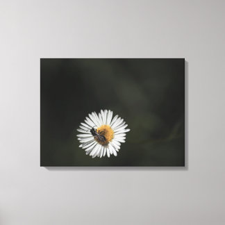 Cosmopolitan Bee Canvas Print