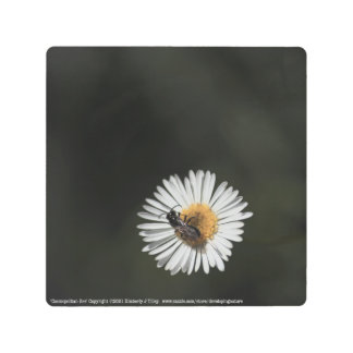 Cosmopolitan Bee Metal Print