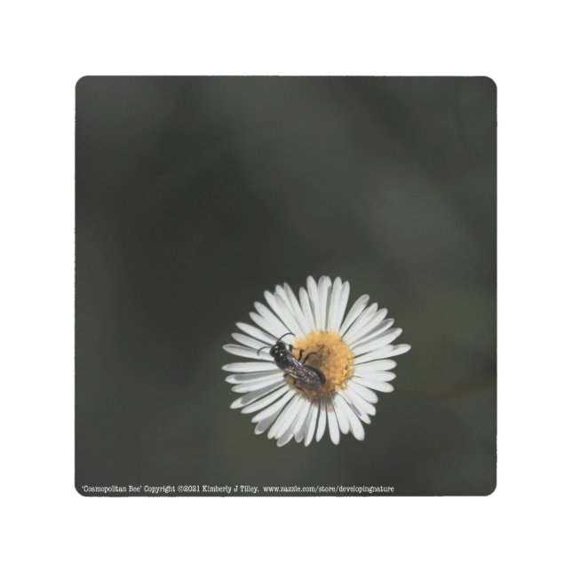 Cosmopolitan Bee Metal Print (Front)