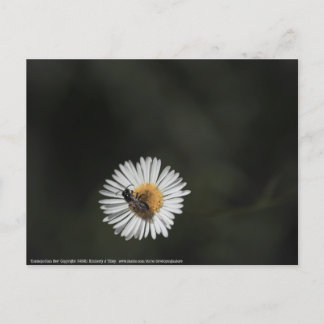 Cosmopolitan Bee Postcard