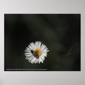 Cosmopolitan Bee Poster