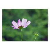 Cosmos (Front Horizontal)