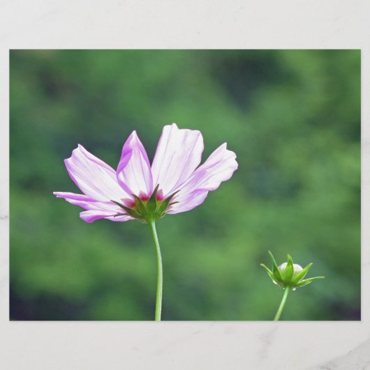 Cosmos (Front)