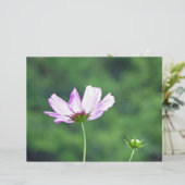 Cosmos (Standing Front)