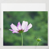Cosmos (Front/Back)