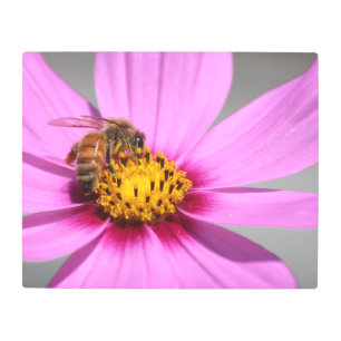 Cosmos and Bee Metal Print
