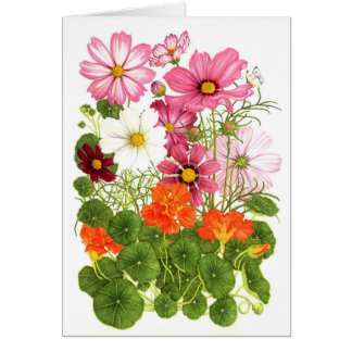 Cosmos and Nasturtiums Cards
