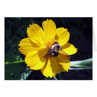 Cosmos Attracts Bumblebee Cards
