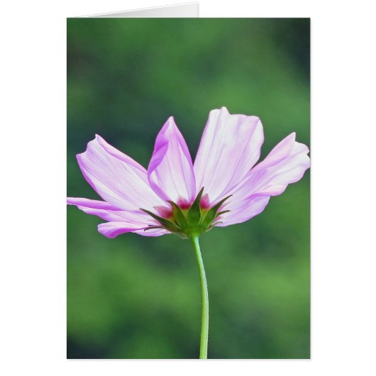 Cosmos Cards (Front)