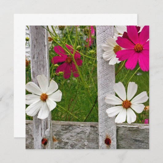 Cosmos Collection (Front/Back)