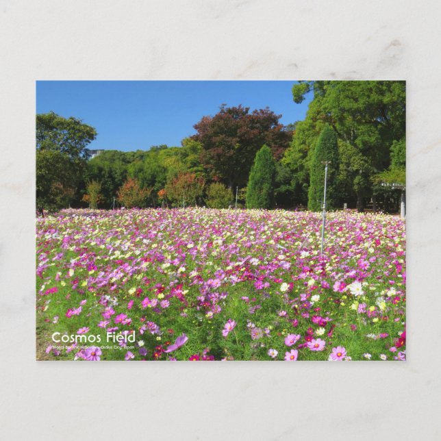 Cosmos Field: Postcard (Front)