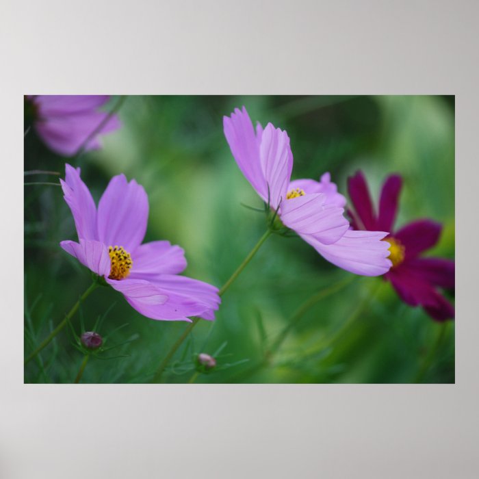 Cosmos flower and meaning print