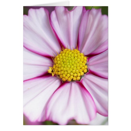 Cosmos Flower (bidens formosa) Cards (Front)