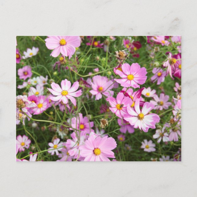 Cosmos Flower (Bidens Formosa). Kirkwood Postcard (Front)