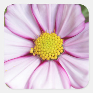 Cosmos Flower (bidens formosa) Square Sticker