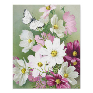 Cosmos Flower Butterfly Vintage Floral Pink White  Poster