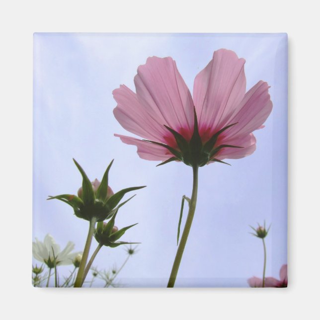 Cosmos Flower Magnet (Front)