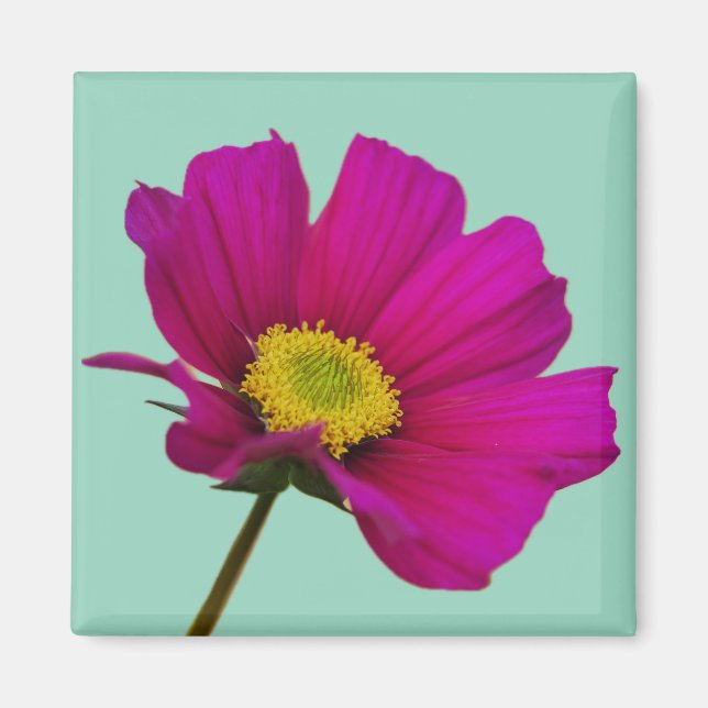 Cosmos Flower Magnet (Front)