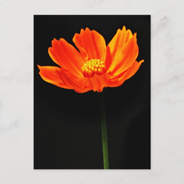 Cosmos Flower Postcard (Front)