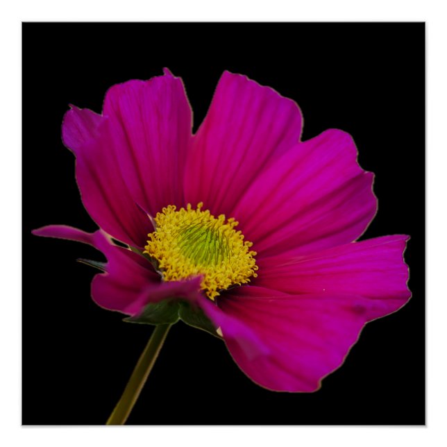 Cosmos Flower Poster (Front)