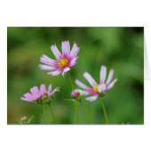 Cosmos Flowers (Front Horizontal)