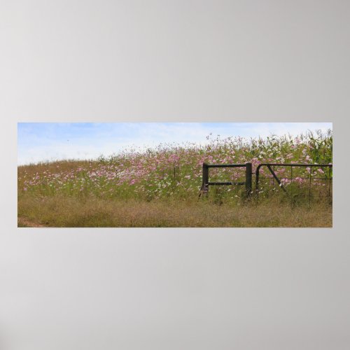Cosmos Flowers along fence Poster