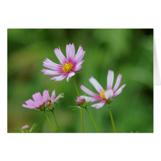 Cosmos Flowers Cards (Front Horizontal)