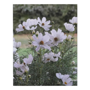 Cosmos Flowers Cottage Coastal Destiny's Destiny Faux Canvas Print