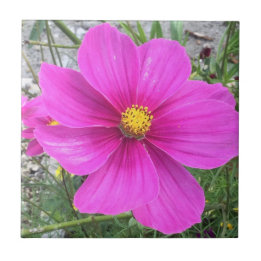 Cosmos flowers in bloom ceramic tile