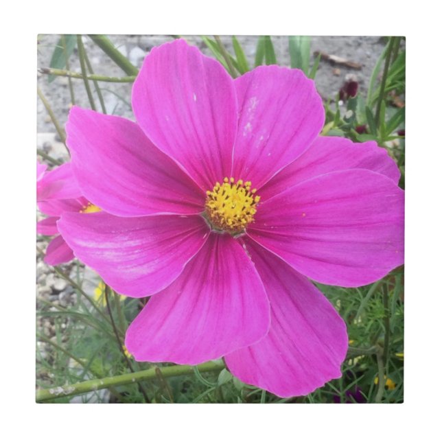 Cosmos flowers in bloom ceramic tile (Front)