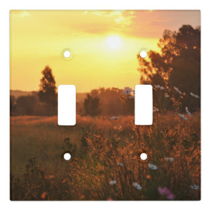 Cosmos flowers in sunset light switch cover