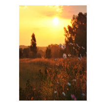 Cosmos flowers in sunset