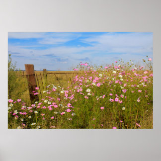 Cosmos Flowers in the field Poster