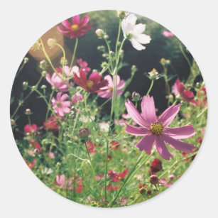 Cosmos Flower Sticker