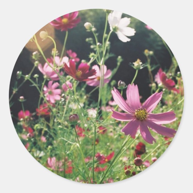 Cosmos Flowers: Japan  Classic Round Sticker (Front)