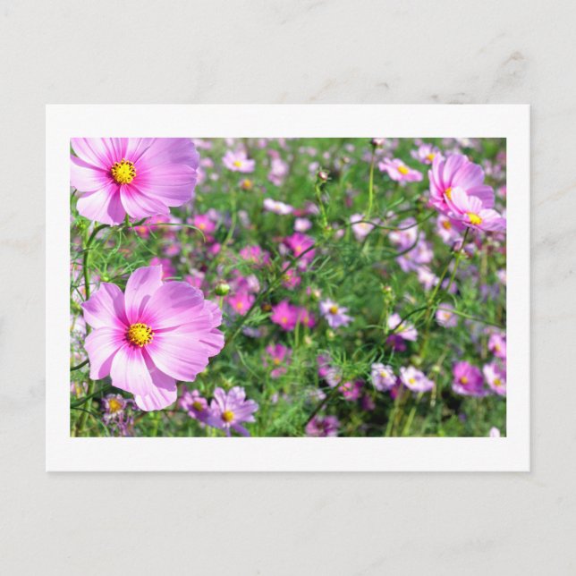 Cosmos Flowers: Japan Postcard (Front)