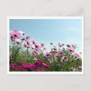 Cosmos Flowers: Japan Postcard
